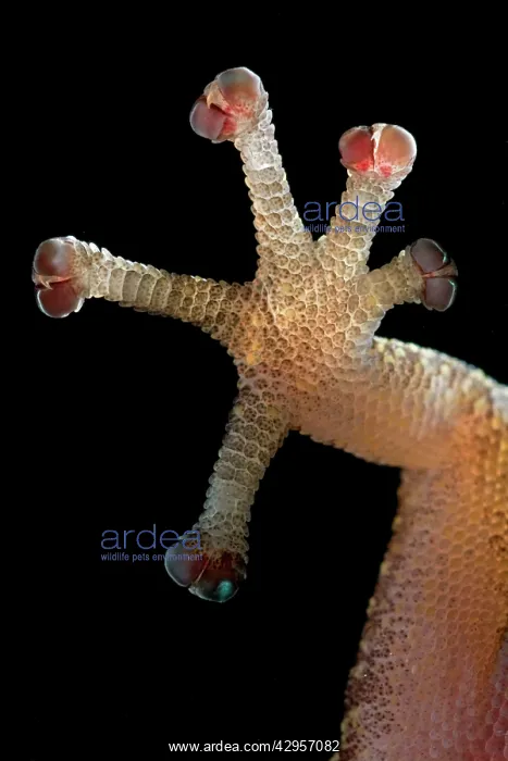 : European Leaf-toed Gecko - close-up of hindleg : European Leaf-toed Gecko - close-up of hindleg