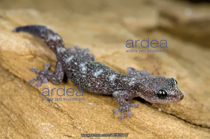 : European Leaf-toed Gecko - young : European Leaf-toed Gecko - young