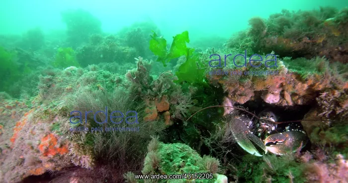 : European Lobster : European Lobster