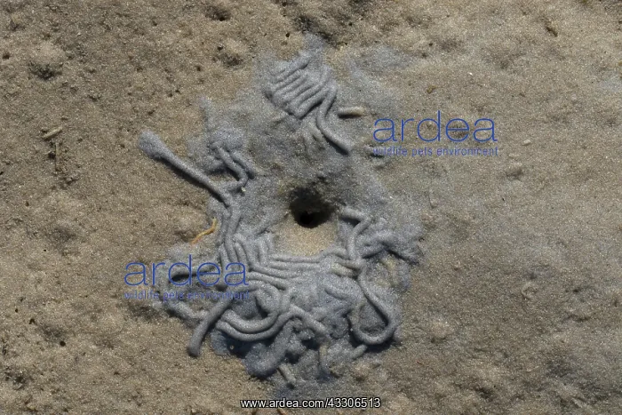: European Lugworm, Sandworm - Casts of defaected : European Lugworm, Sandworm - Casts of defaected