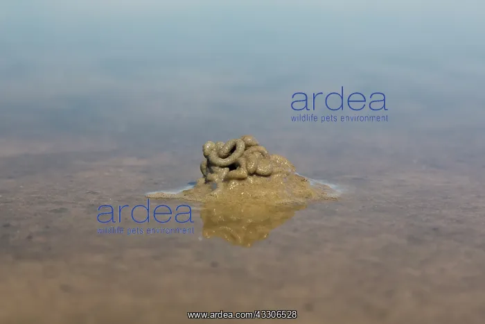  : European Lugworm, Sandworm - Casts of defaected
