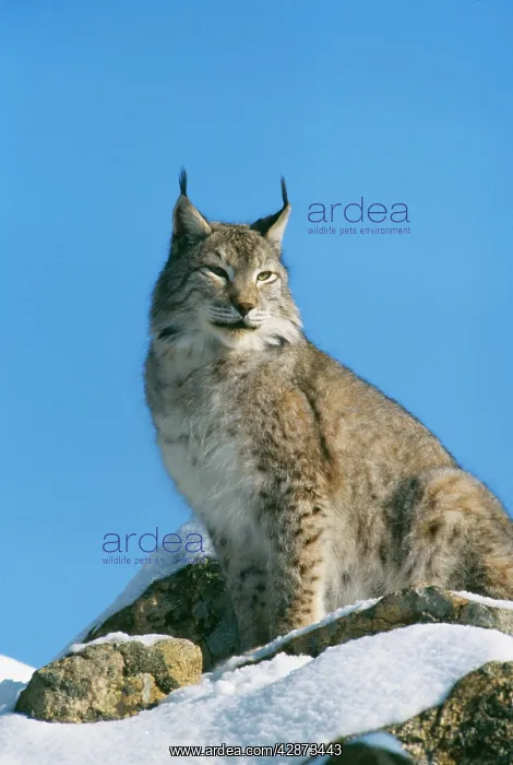  : European Lynx