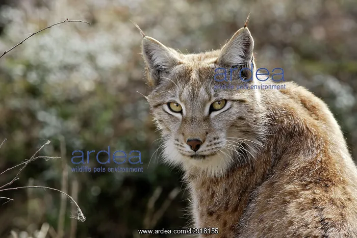  : European Lynx