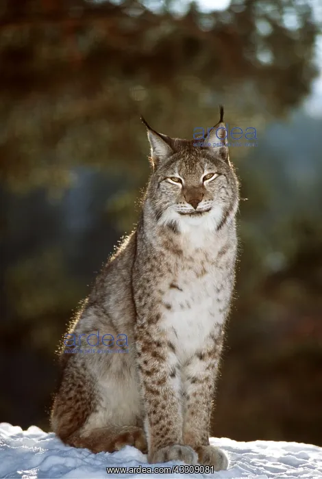  : European LYNX