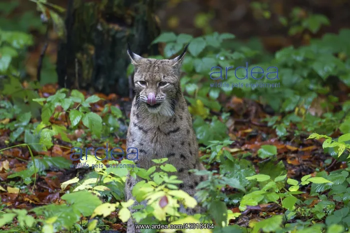  : European Lynx adult