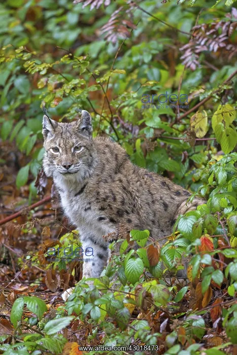  : European Lynx adult