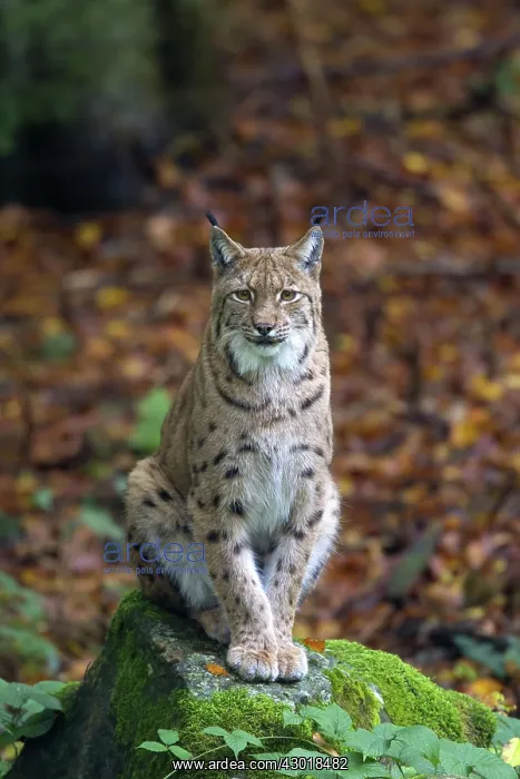  : European Lynx adult