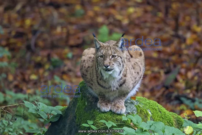  : European Lynx adult