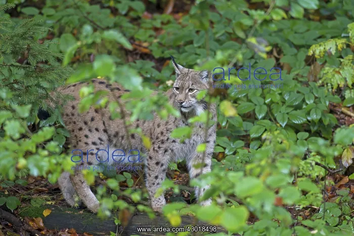  : European Lynx adult