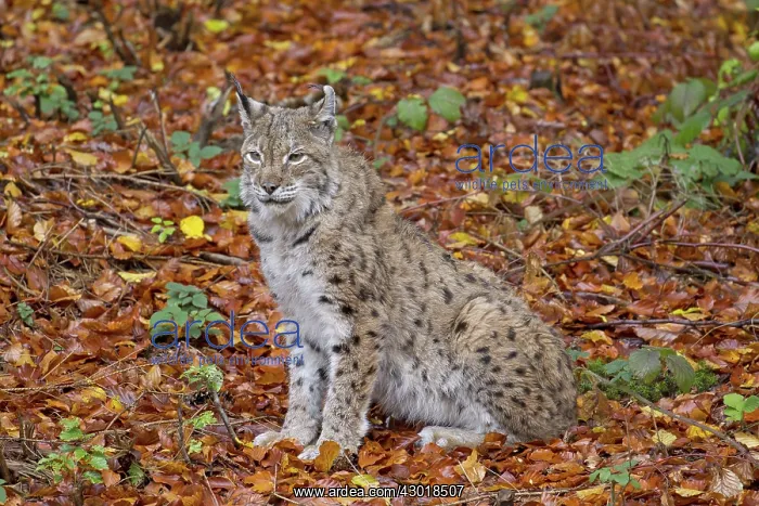  : European Lynx adult