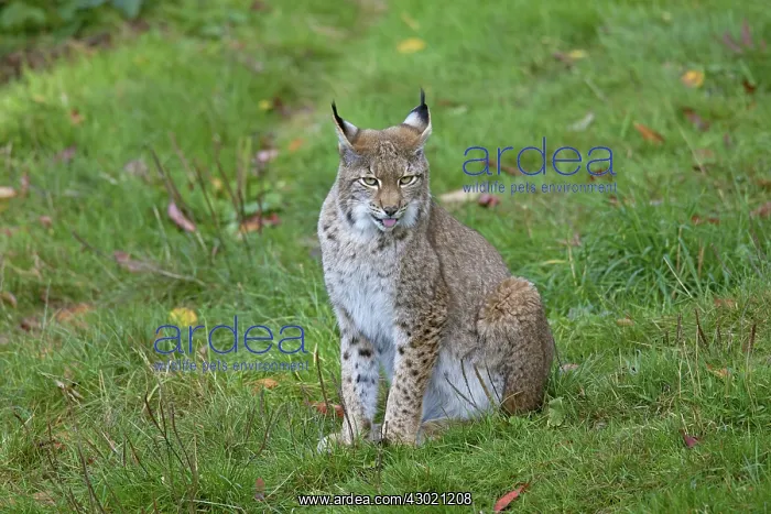  : European Lynx adult