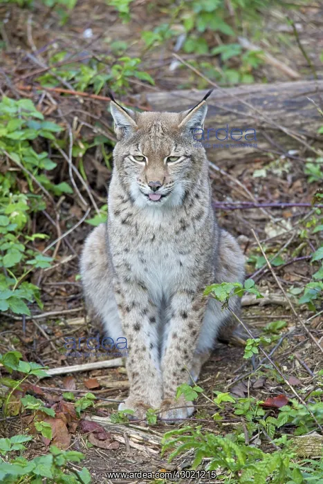  : European Lynx adult