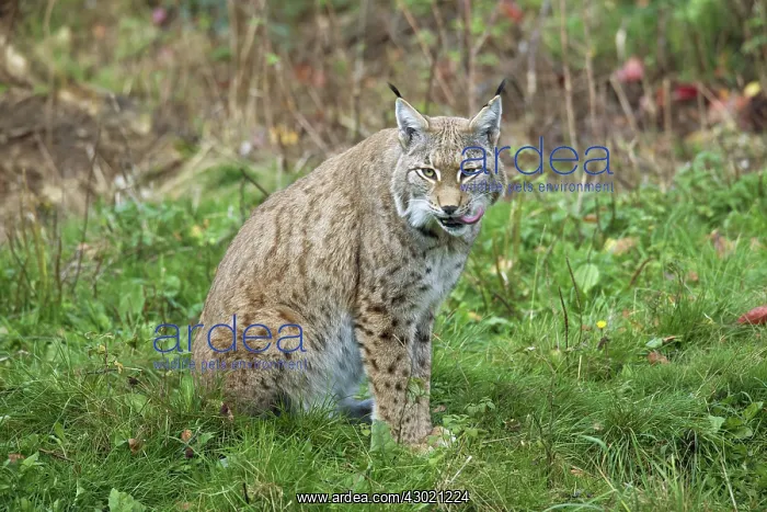  : European Lynx adult
