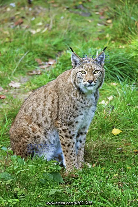  : European Lynx adult