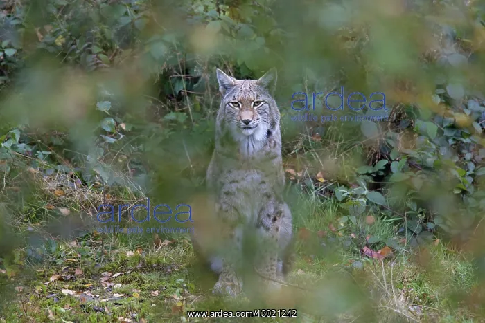  : European Lynx adult