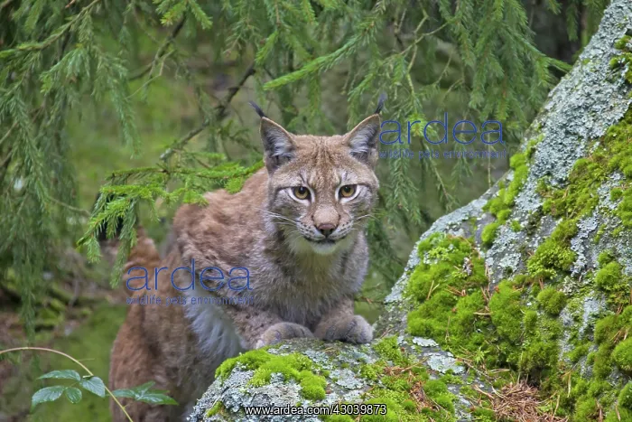  : European Lynx adult