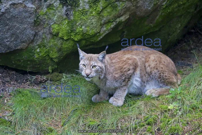  : European Lynx adult