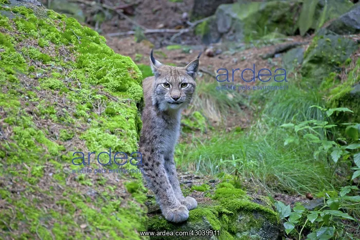  : European Lynx adult
