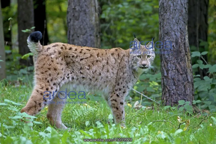  : European Lynx adult