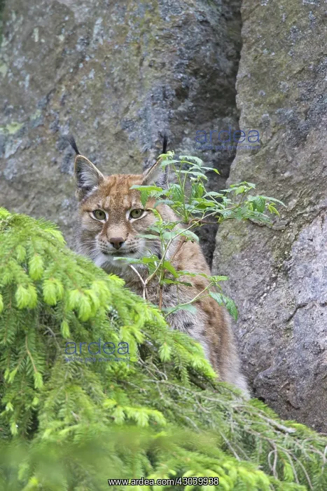  : European Lynx adult