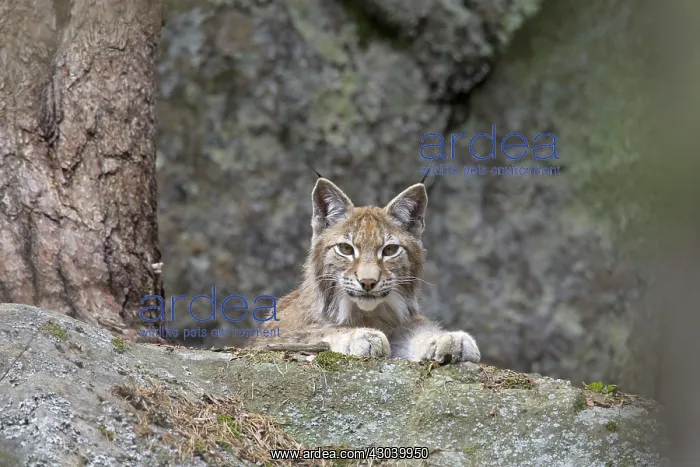  : European Lynx adult