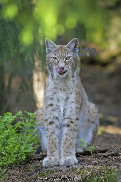  : European Lynx adult