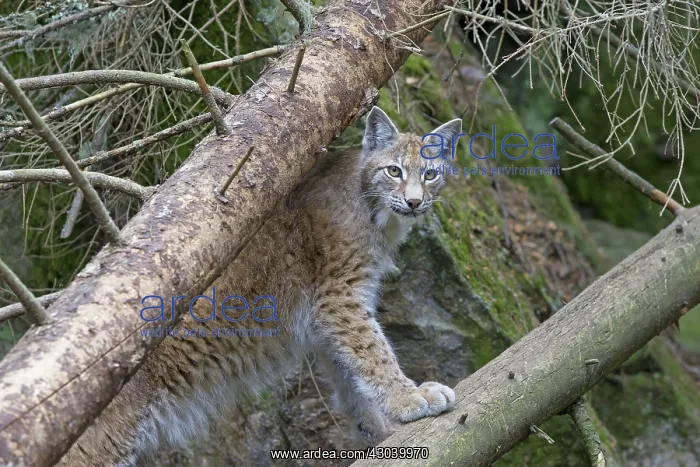  : European Lynx adult