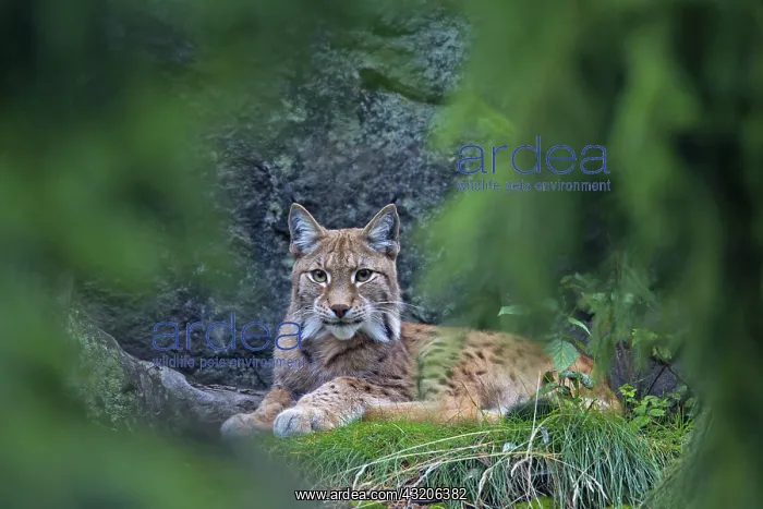  : European Lynx adult