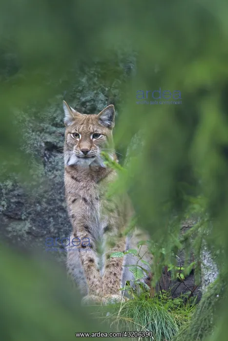  : European Lynx adult