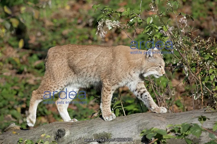  : European Lynx adult