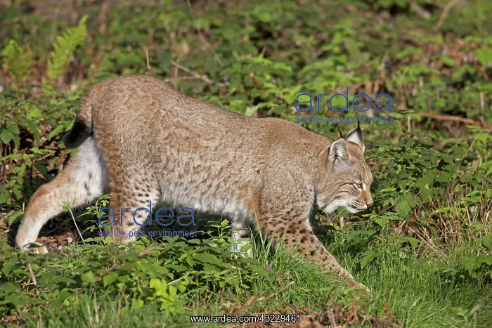 : European Lynx adult