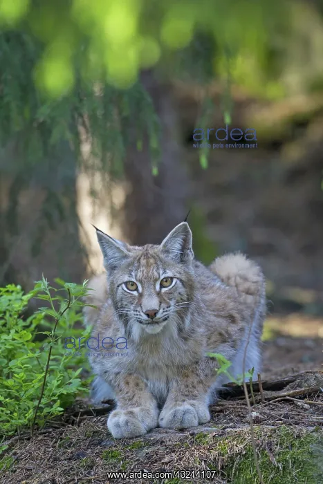  : European Lynx adult