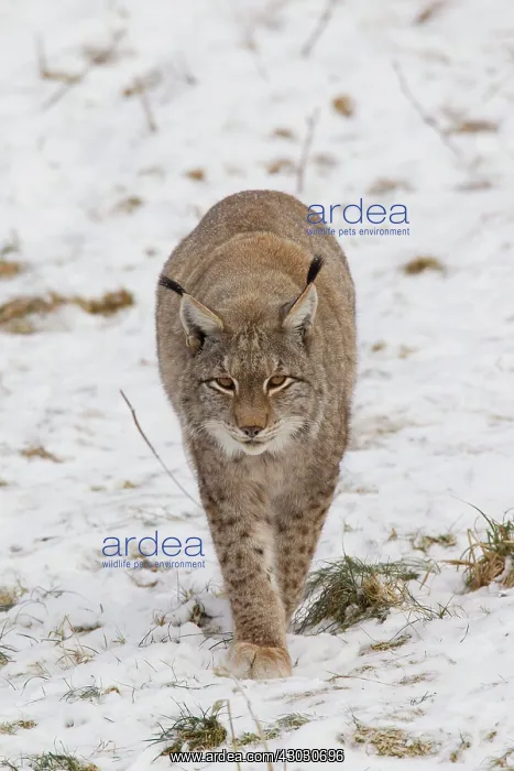  : European Lynx adult lynx in snow