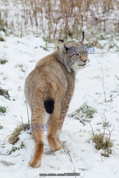  : European Lynx adult lynx in snow