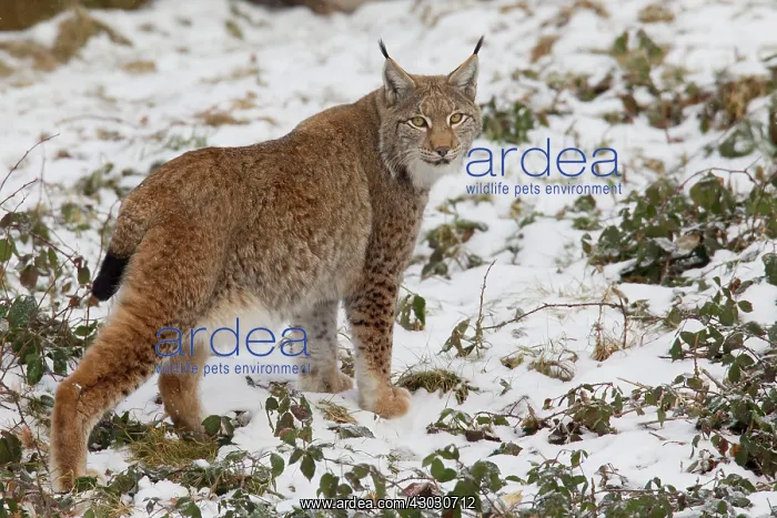  : European Lynx adult lynx in snow