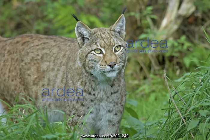  : European Lynx adult portrait