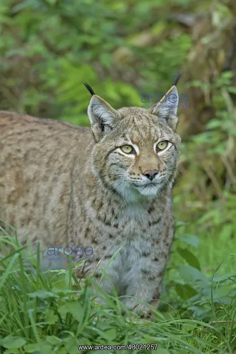  : European Lynx adult portrait