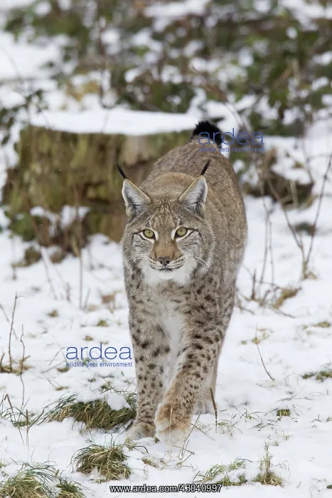  : European Lynx adult in snow