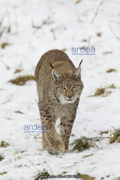  : European Lynx adult in snow