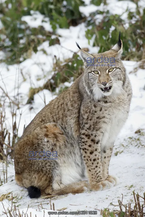  : European Lynx adult in snow