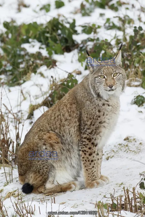  : European Lynx adult in snow