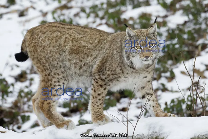  : European Lynx adult in snow