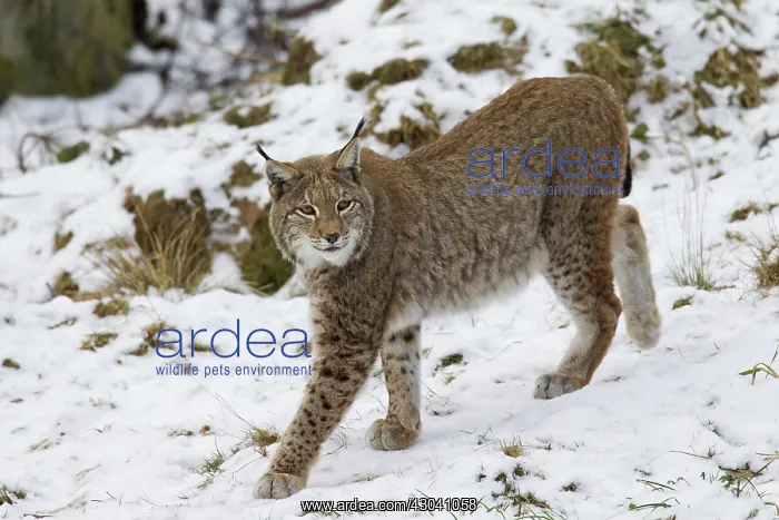  : European Lynx adult in snow