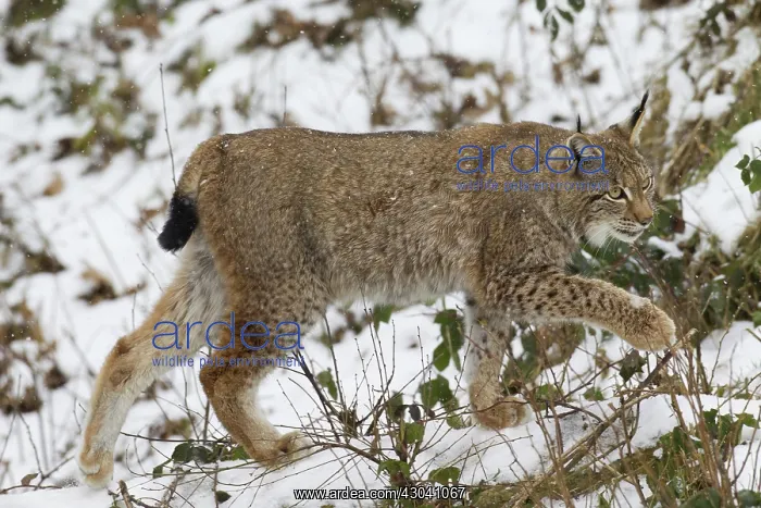  : European Lynx adult in snow