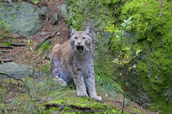  : European Lynx adult yawning