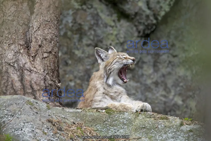  : European Lynx adult yawning