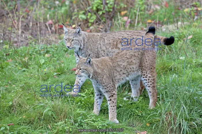  : European Lynx two adults