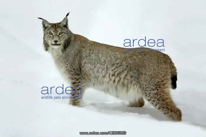 : European Lynx - alert in deep snow, winter : European Lynx - alert in deep snow, winter
