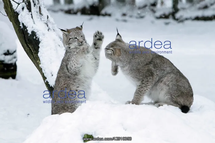 : European Lynx - two animals playing in snow : European Lynx - two animals playing in snow