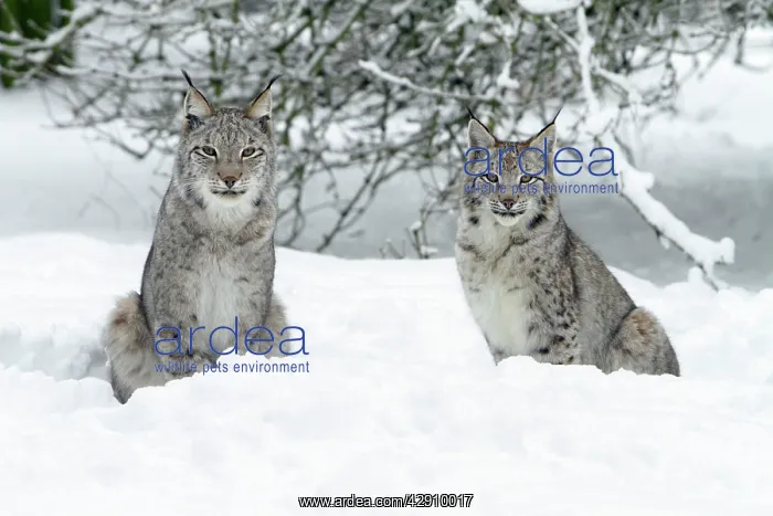 : European Lynx - two animals sitting in snow : European Lynx - two animals sitting in snow